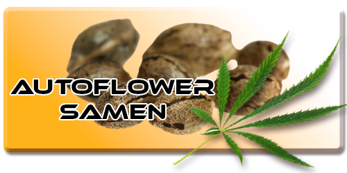 Autoflowering Samen bei Maxvape