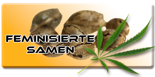 Feminisierte Samen bei Maxvape