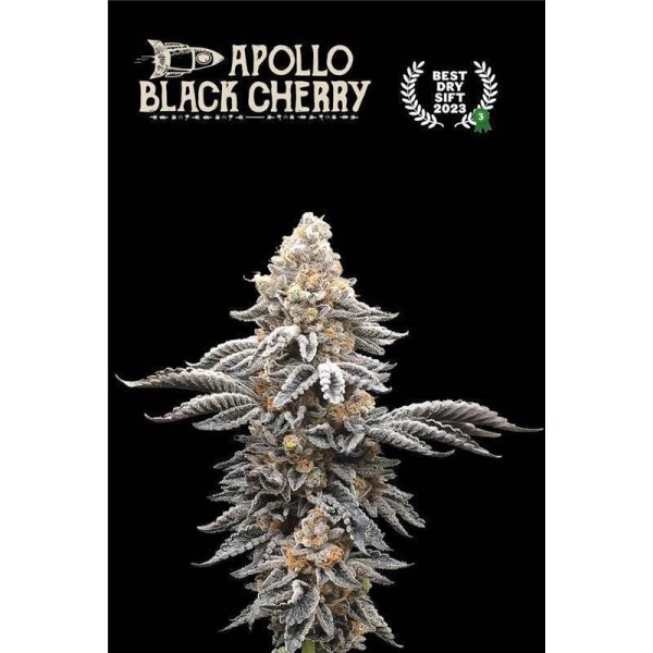 Apollo Black Cherry Fem