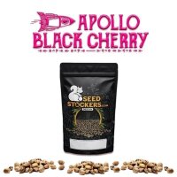Apollo Black Cherry Fem