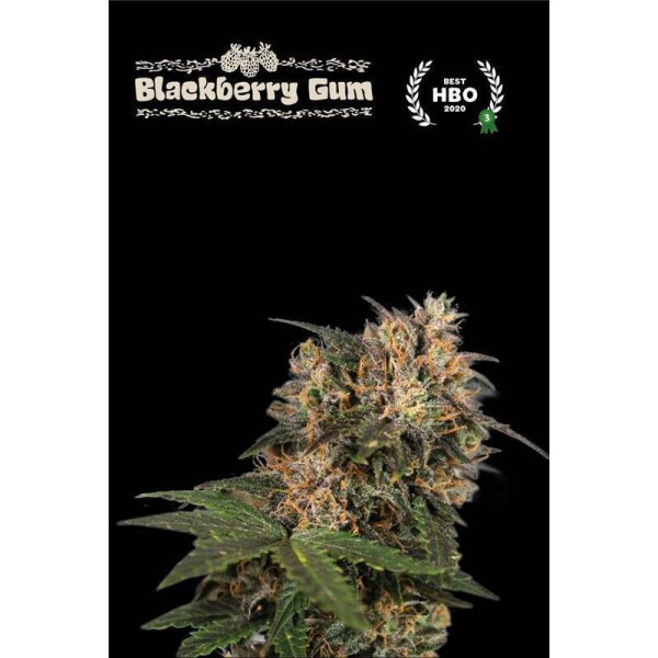 Black Berry Gum Fem