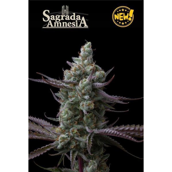 Sagrada Amnesia Fem