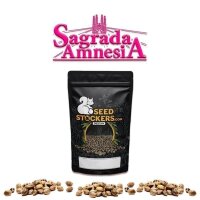 Sagrada Amnesia Fem