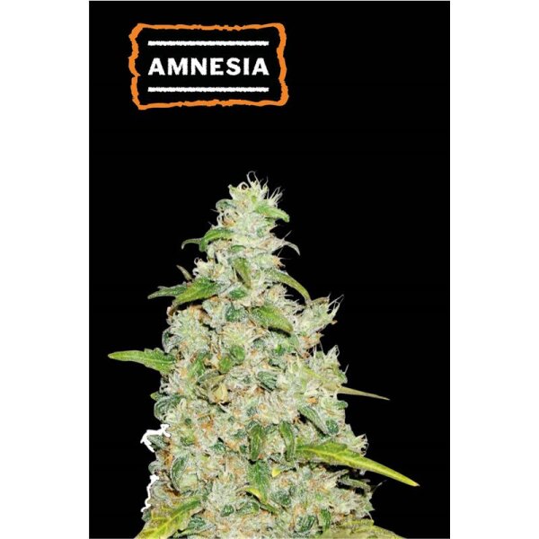 Amnesia Auto