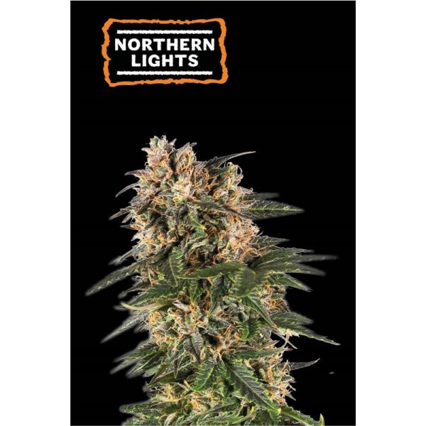 Northern Lights Auto