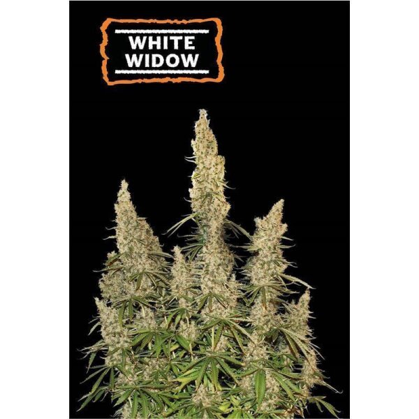 White Widow Auto