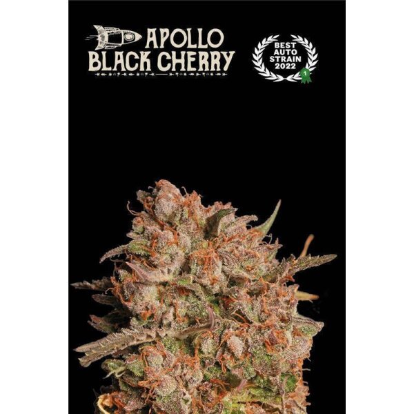 Apollo Black Cherry Auto