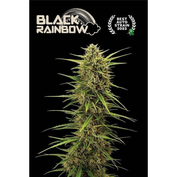 Black Rainbow Auto