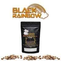 Black Rainbow Auto