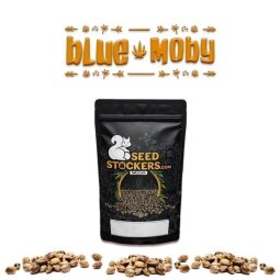 Blue Moby Auto