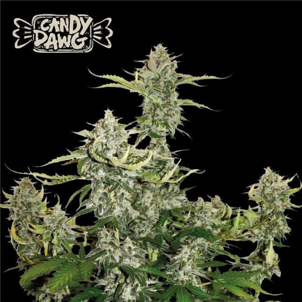 Candy Dawg Auto