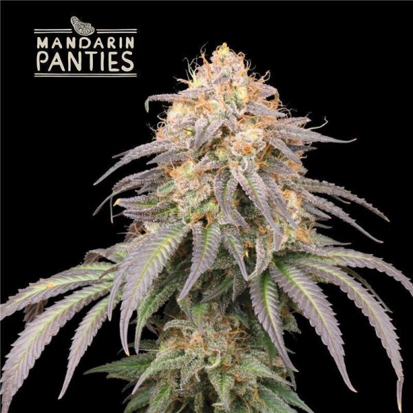 Mandarin Panties Auto