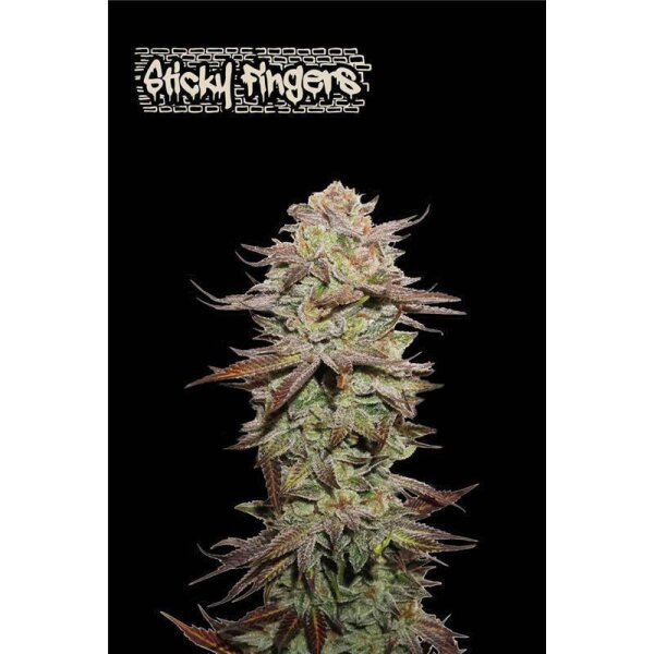 Sticky Fingers Auto