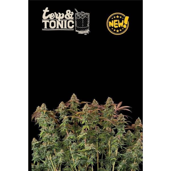 Terp & Tonic Auto