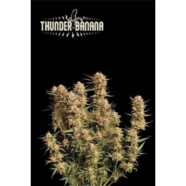 Thunder Banana Auto