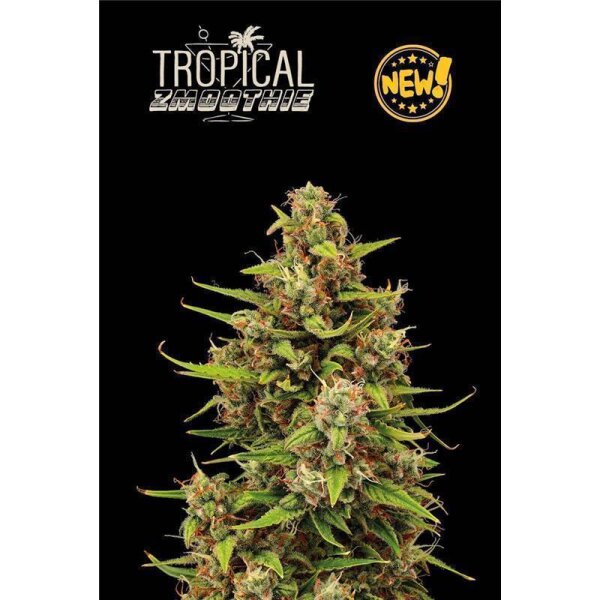 Tropical Zmoothie Auto