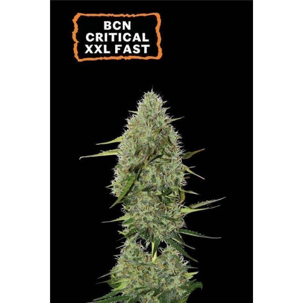 BCN Critical XXL Auto