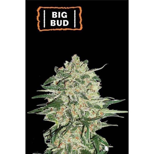 Big Bud Auto