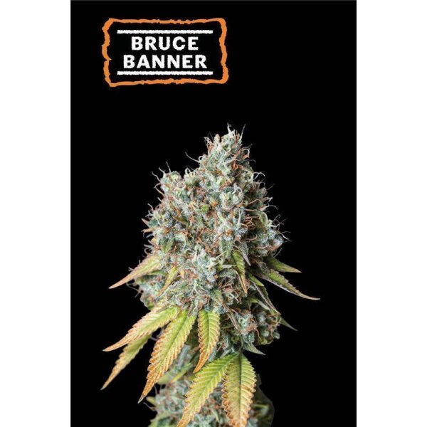 Bruce Banner Auto