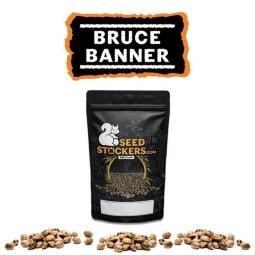 Bruce Banner Auto