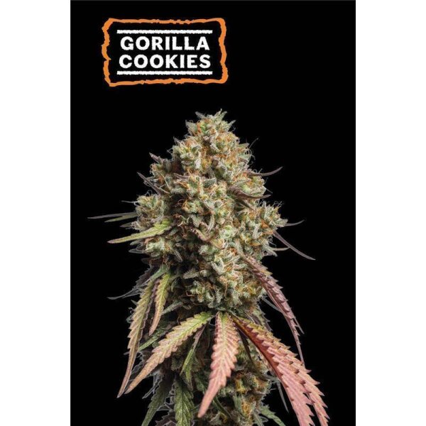 Gorilla Cookies Auto