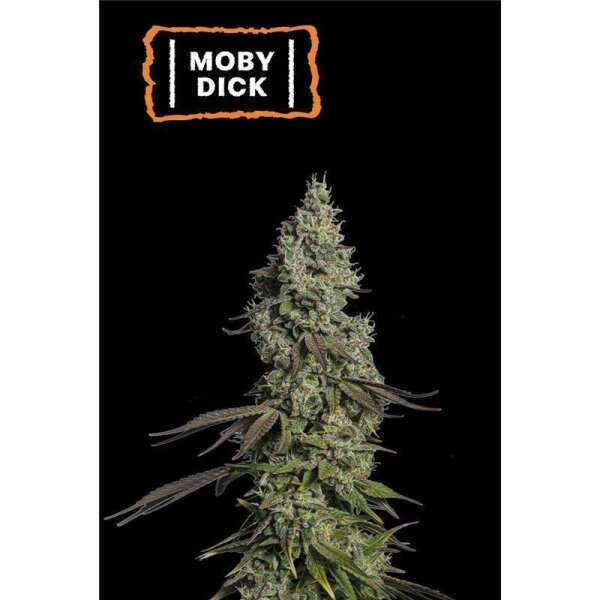 Moby Dick Auto