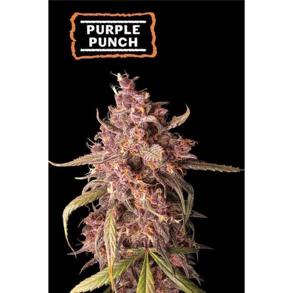 Purple Punch Auto