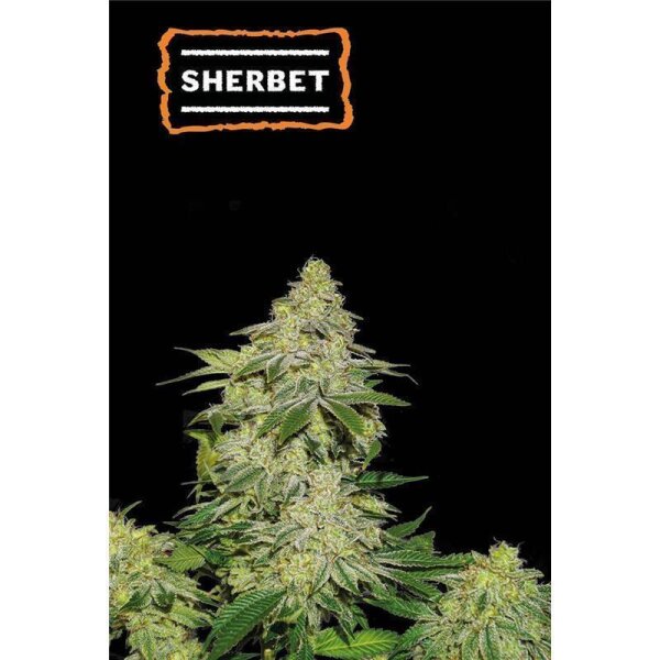 Sherbet Auto