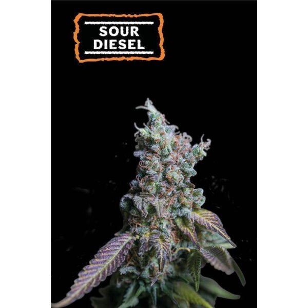 Sour Diesel Auto