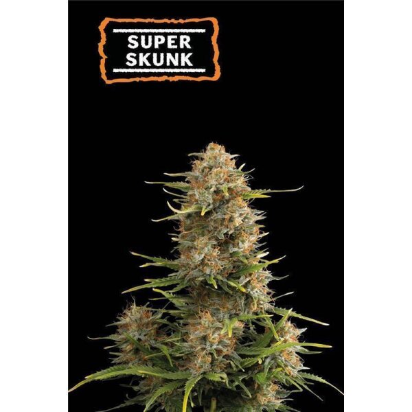 Super Skunk Auto