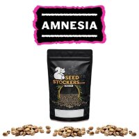 Amnesia Fem