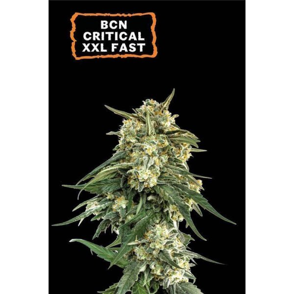 BCN Critical XXL Fast Fem