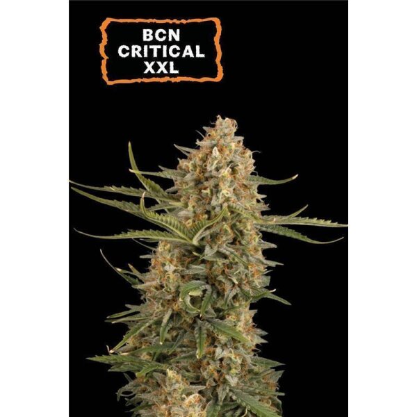 BCN Critical XXL Fem