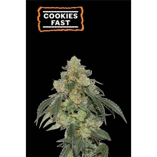 Cookies Fast Fem