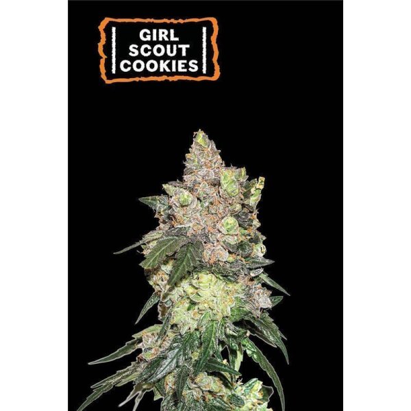 Girl Scout Cookies Fem