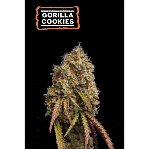 Gorilla Cookies Fem