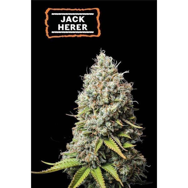 Jack Herer Fem