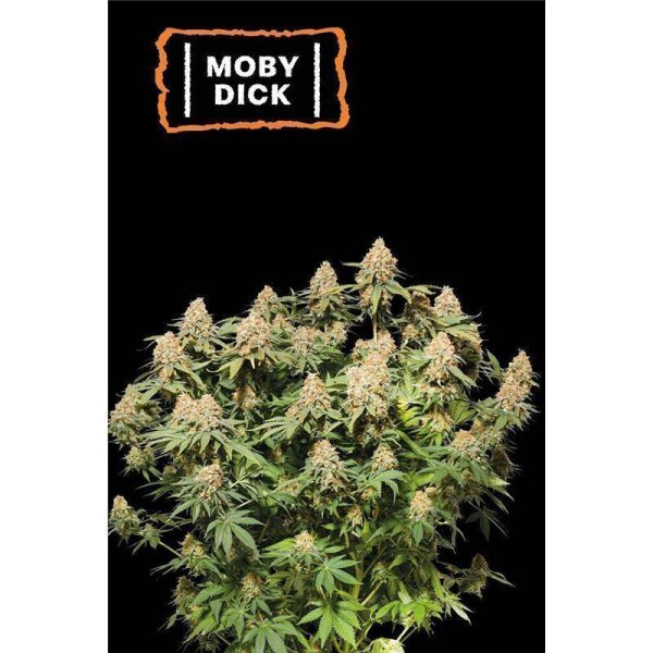 Moby Dick Fem