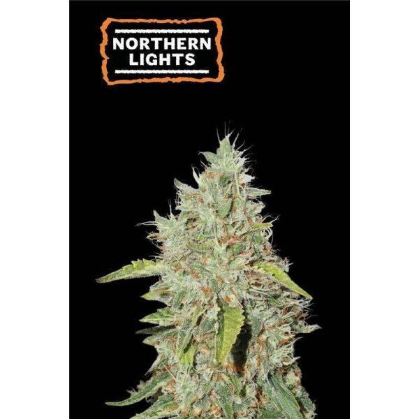 Nothern Lights Fem