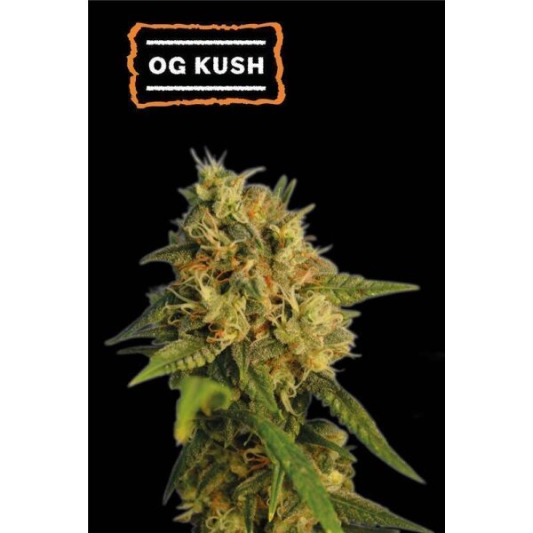 O.G Kush Fem