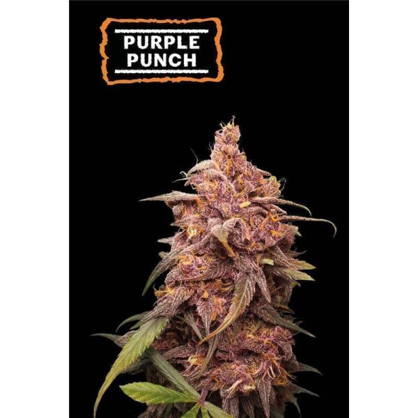 Purple Punch Fem