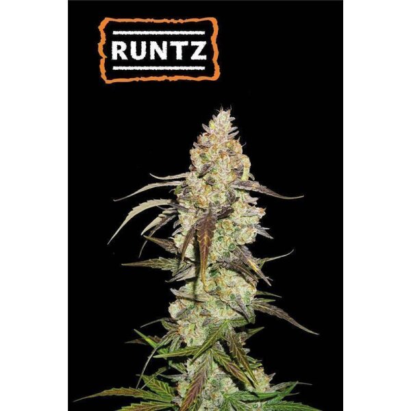 Runtz Fem