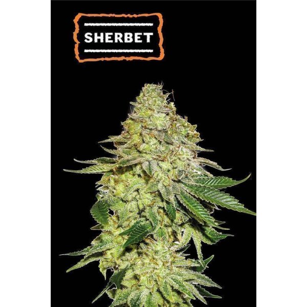 Sherbet Fem