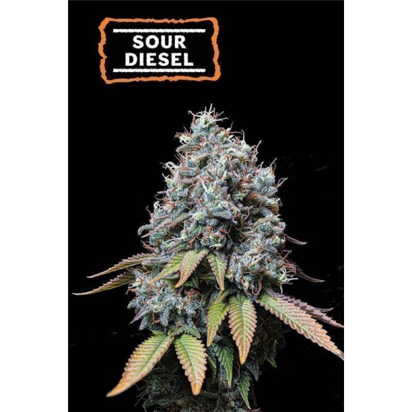 Sour Diesel Fem