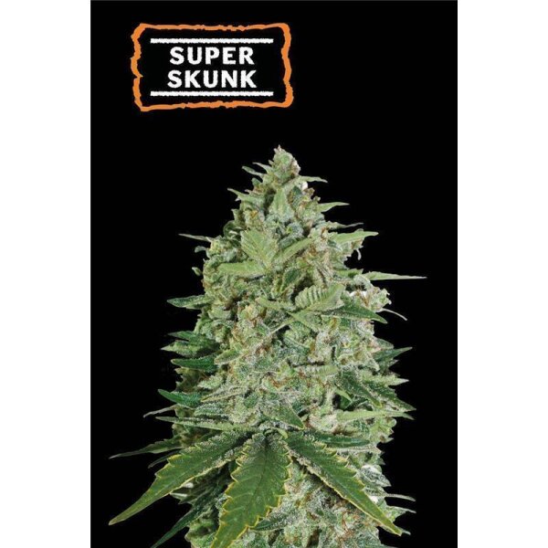 Super Skunk Fem