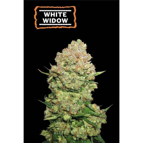 White Widow Fem