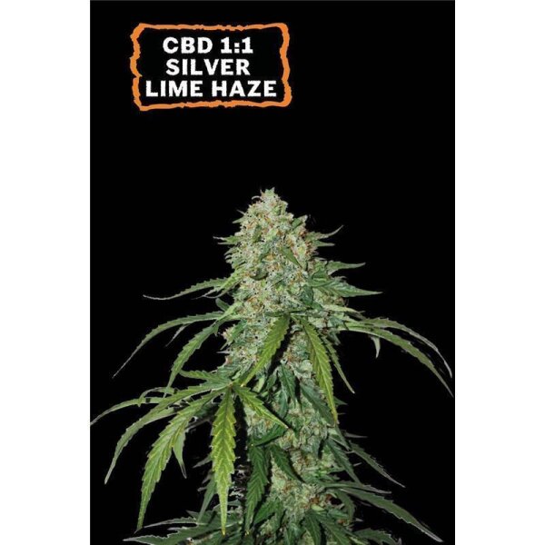 CBD 1:1 Silver Lime Haze Auto