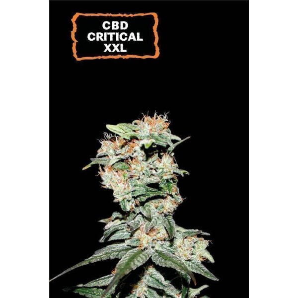 CBD Critical XXL Auto