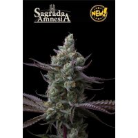 Sagrada Amnesia Fem 3 Samen (Promo Seed ab 150)